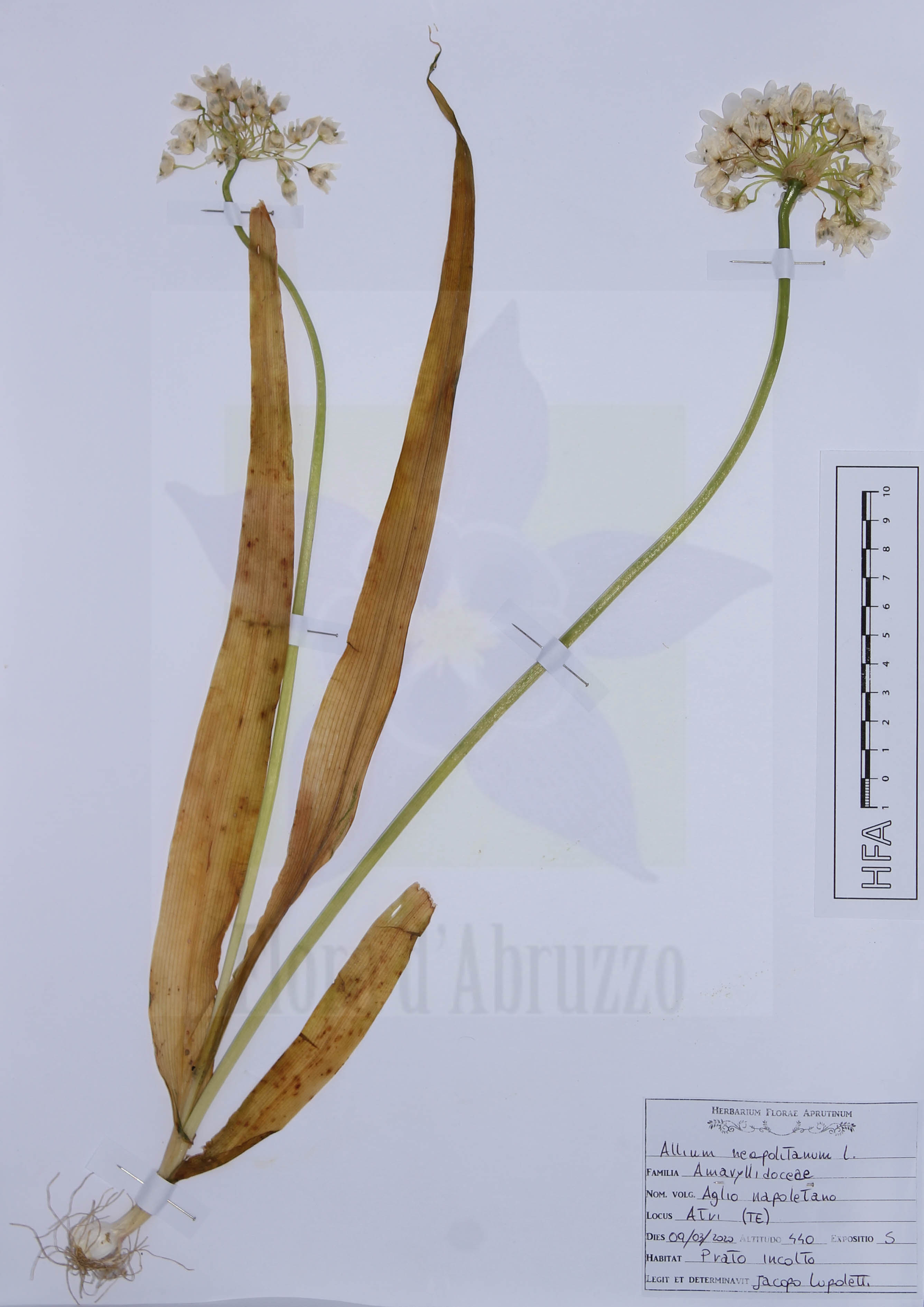 Allium neapolitanum L.
