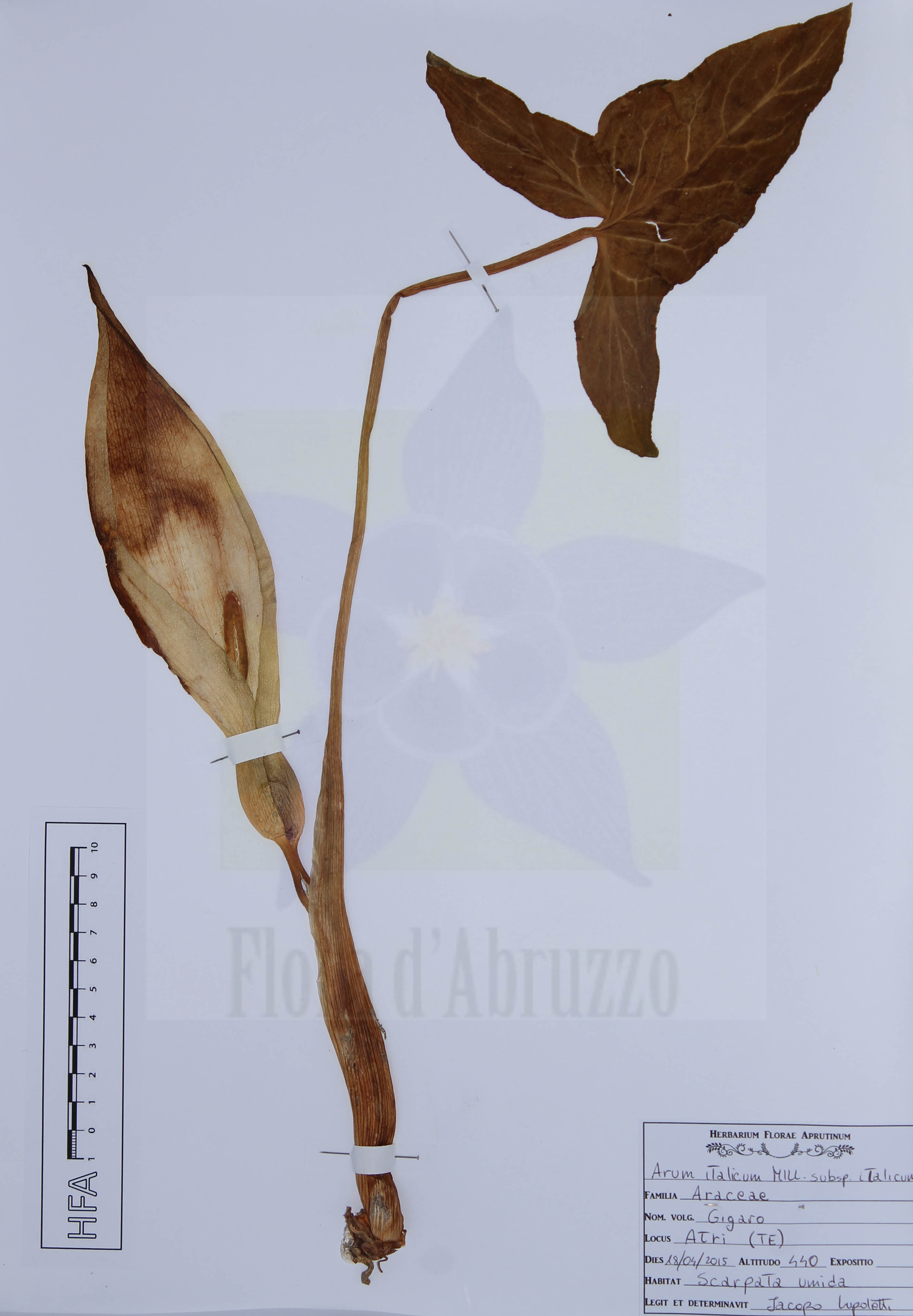 Arum italicum Mill. subsp. italicum