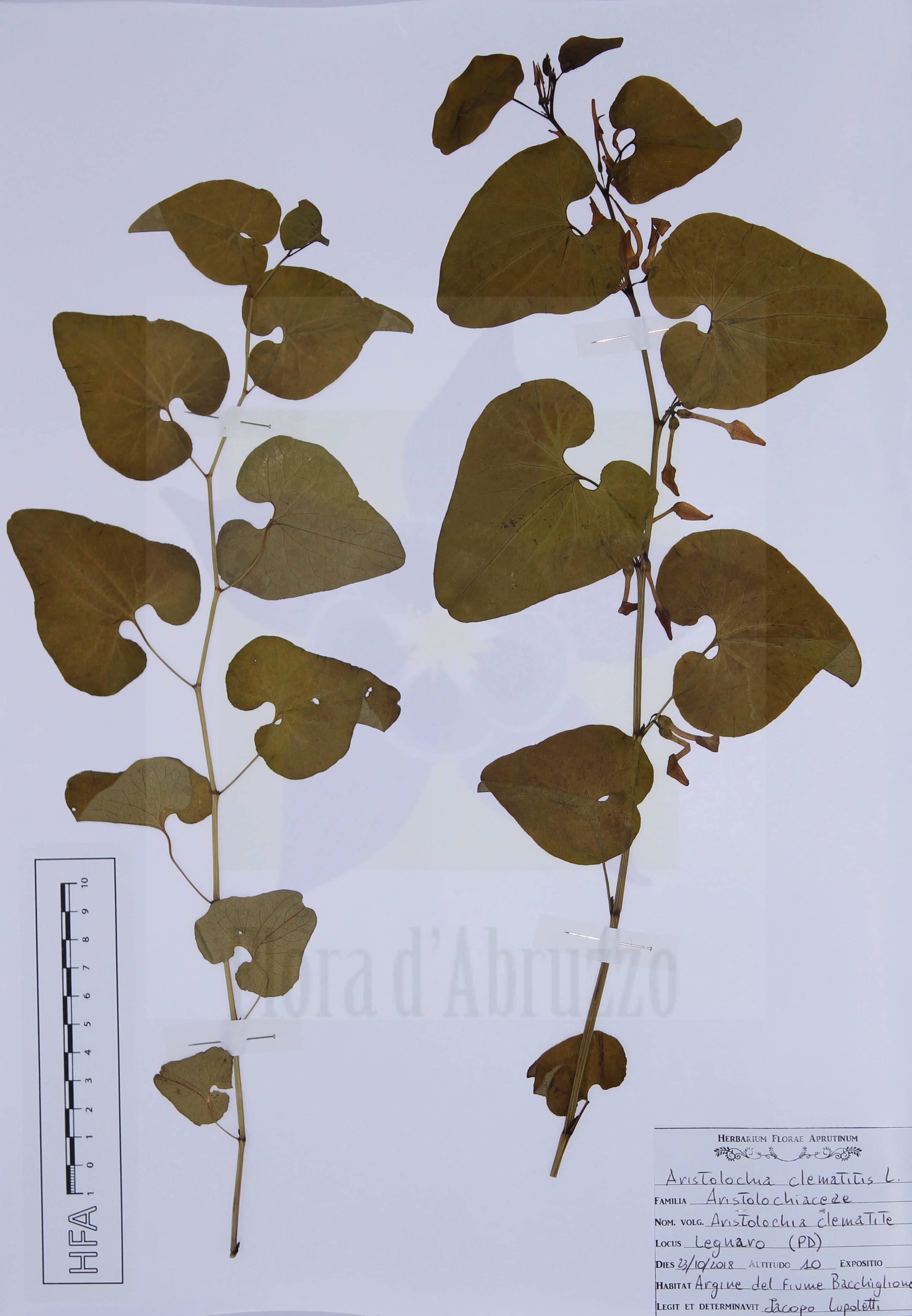 Aristolochia clematitis  L.