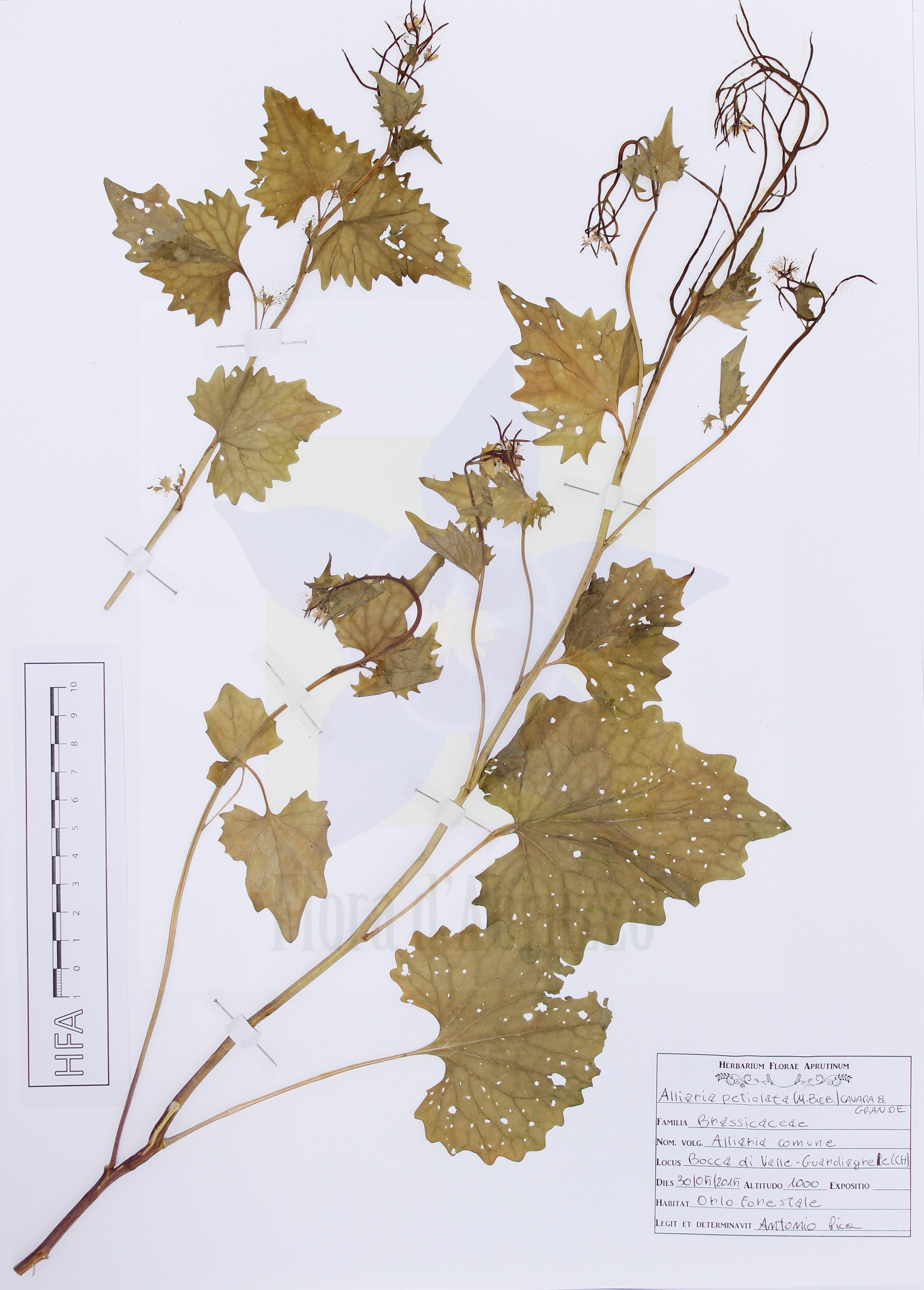 Alliaria petiolata (M. Bieb.) Cavara & Grande
