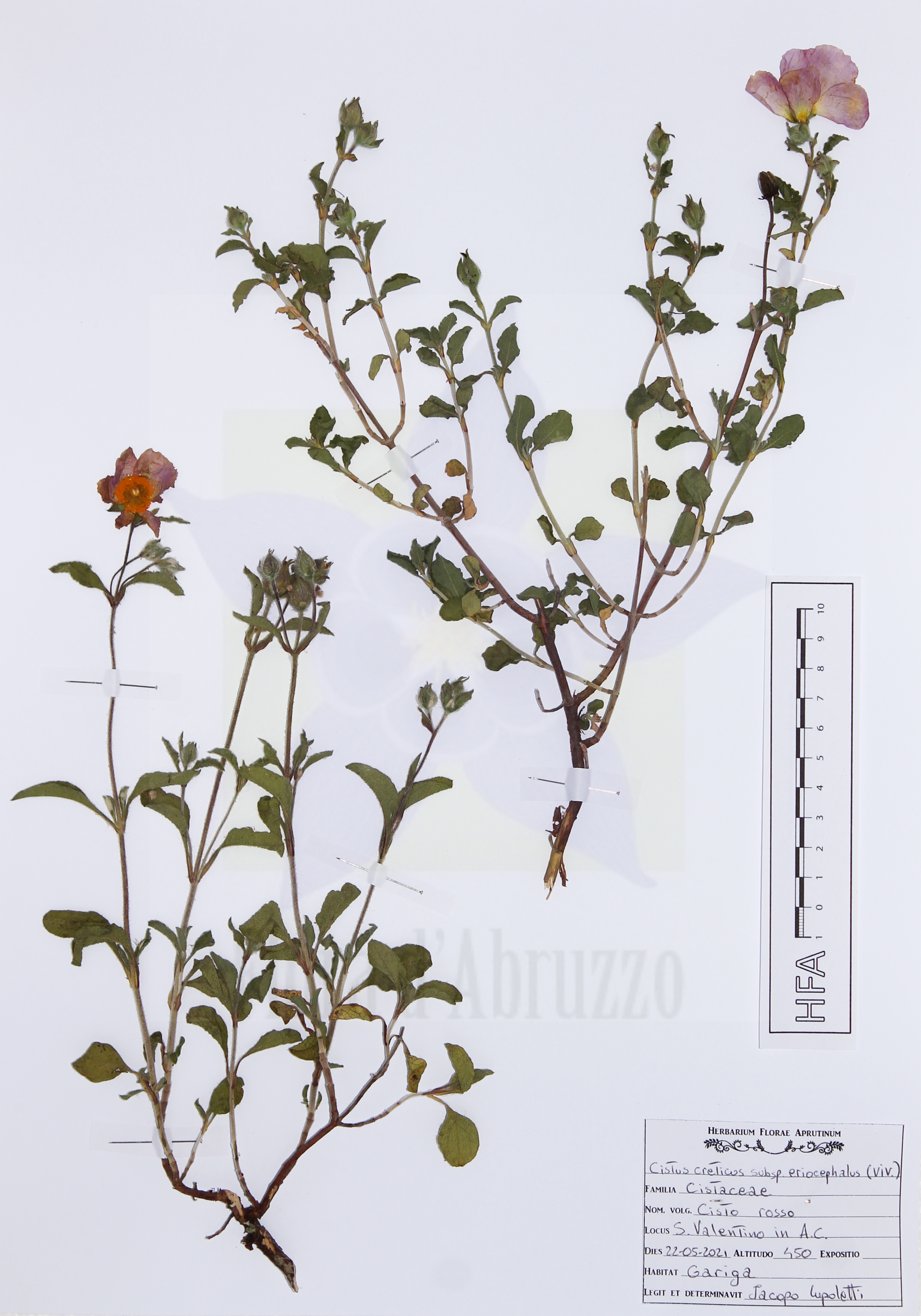 Cistus creticus subsp. eriocephalus (Viv.) Greuter & Burdet