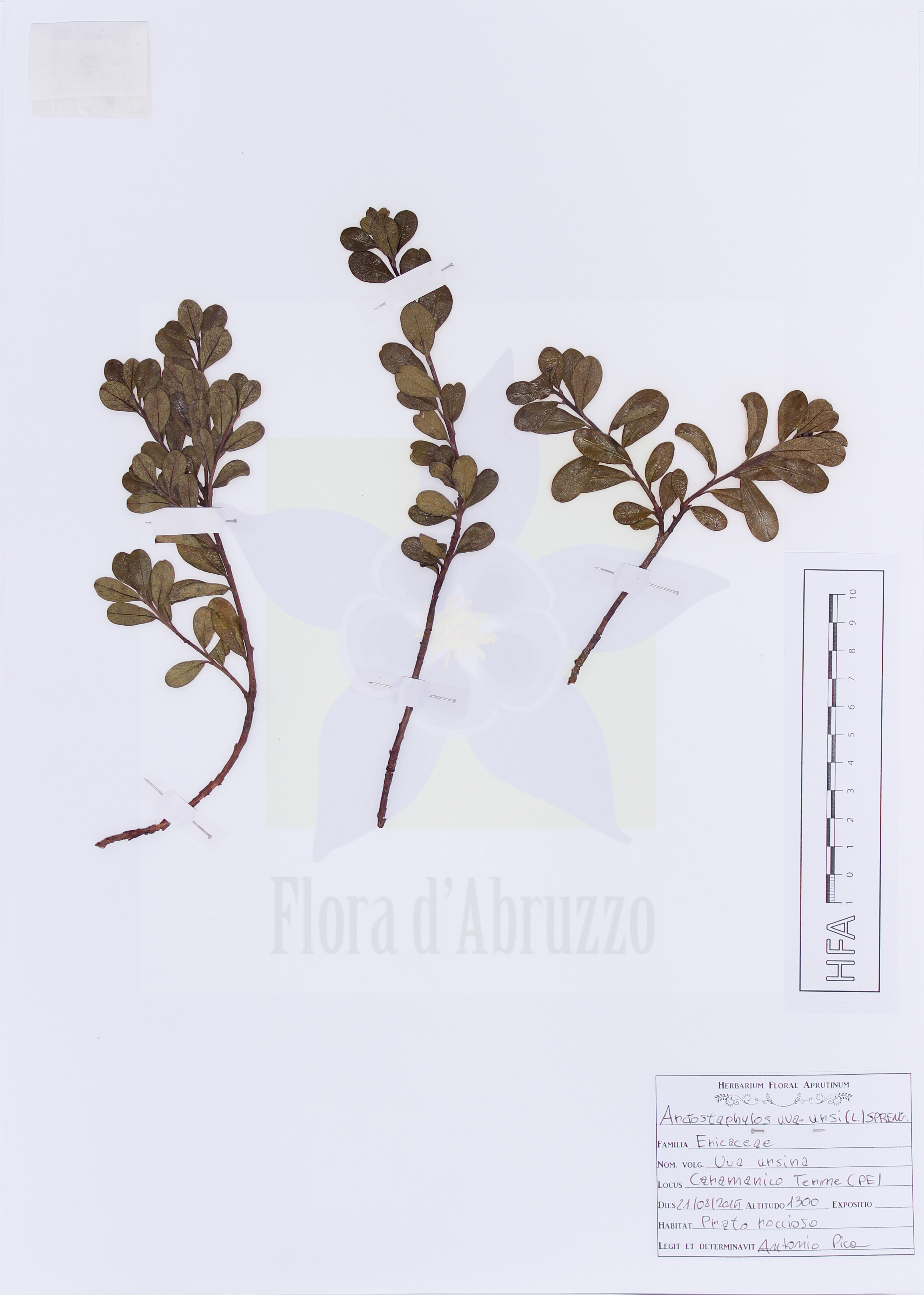 Arctostaphylos uva-ursi (L.) Spreng.