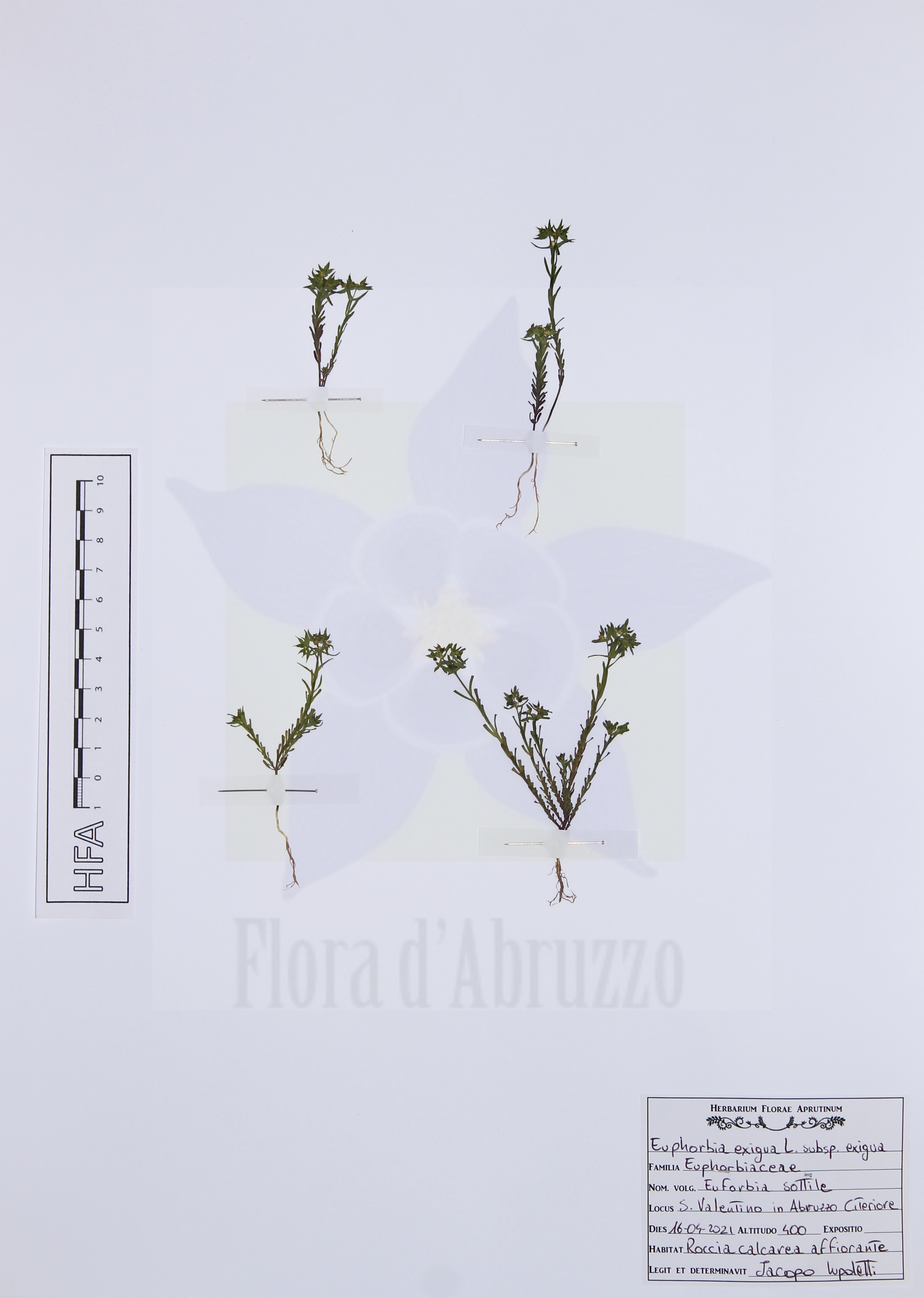 Euphorbia exigua L. subsp. exigua