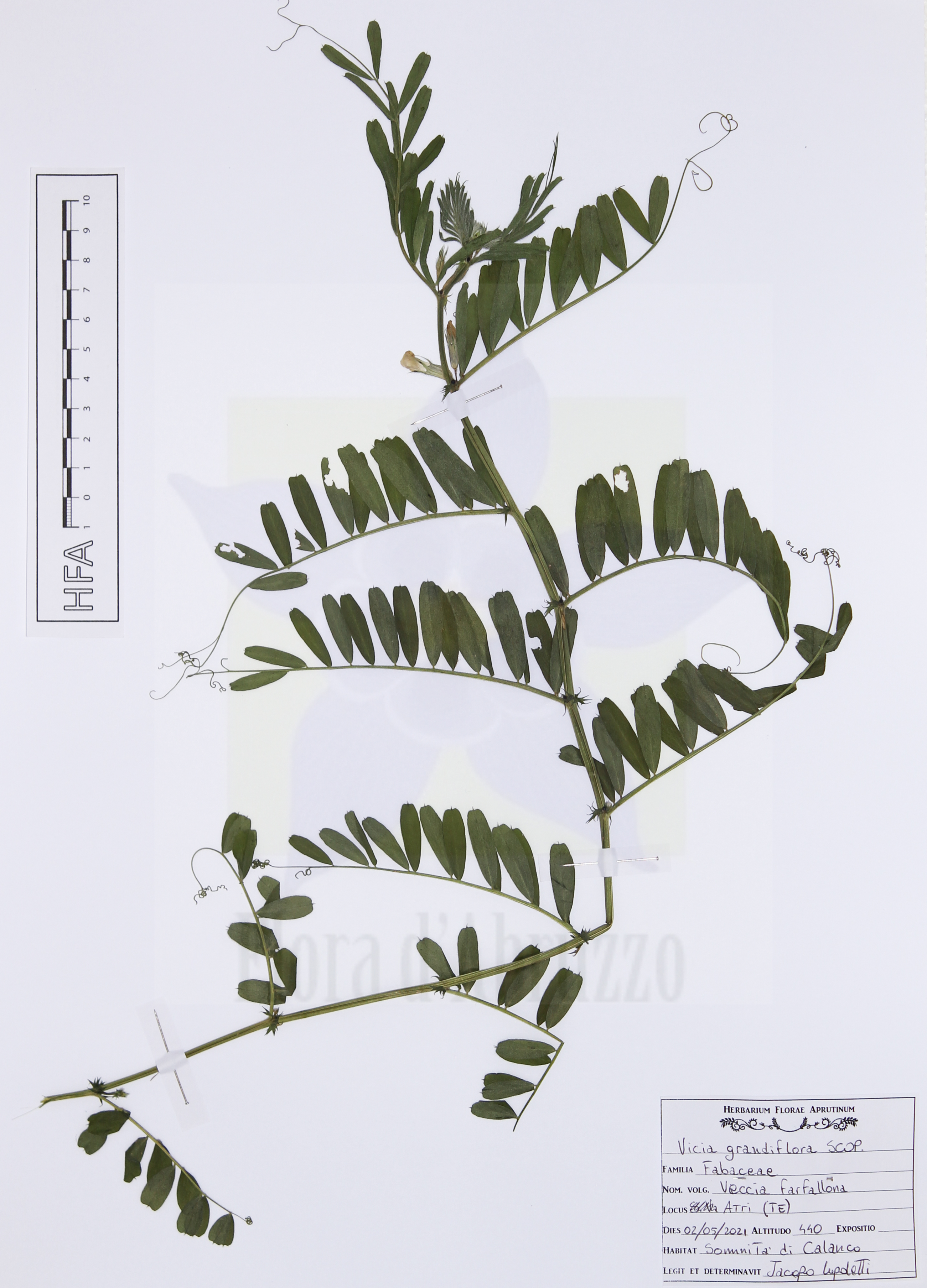 Vicia grandiflora Scop.