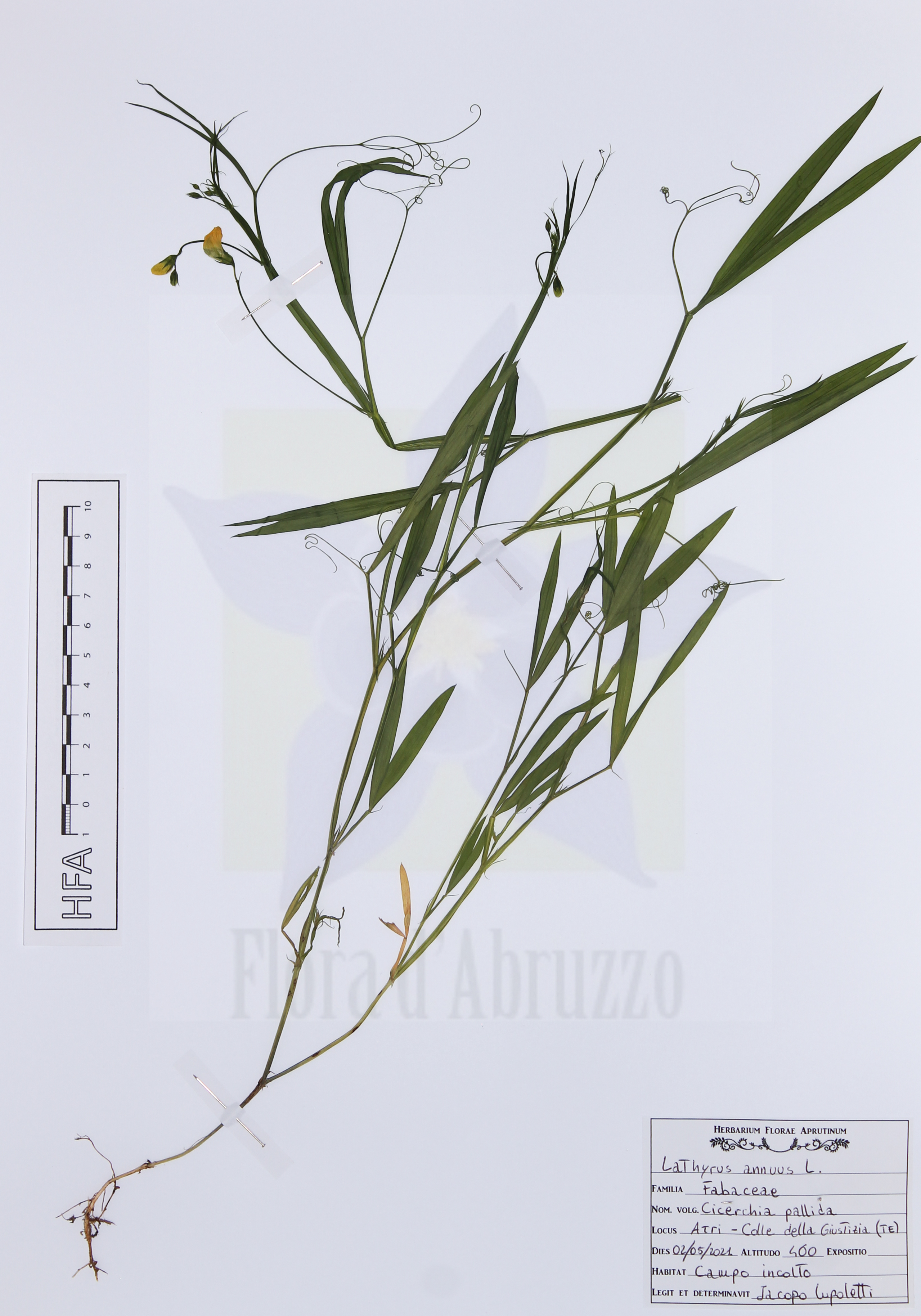 Lathyrus annuus L.