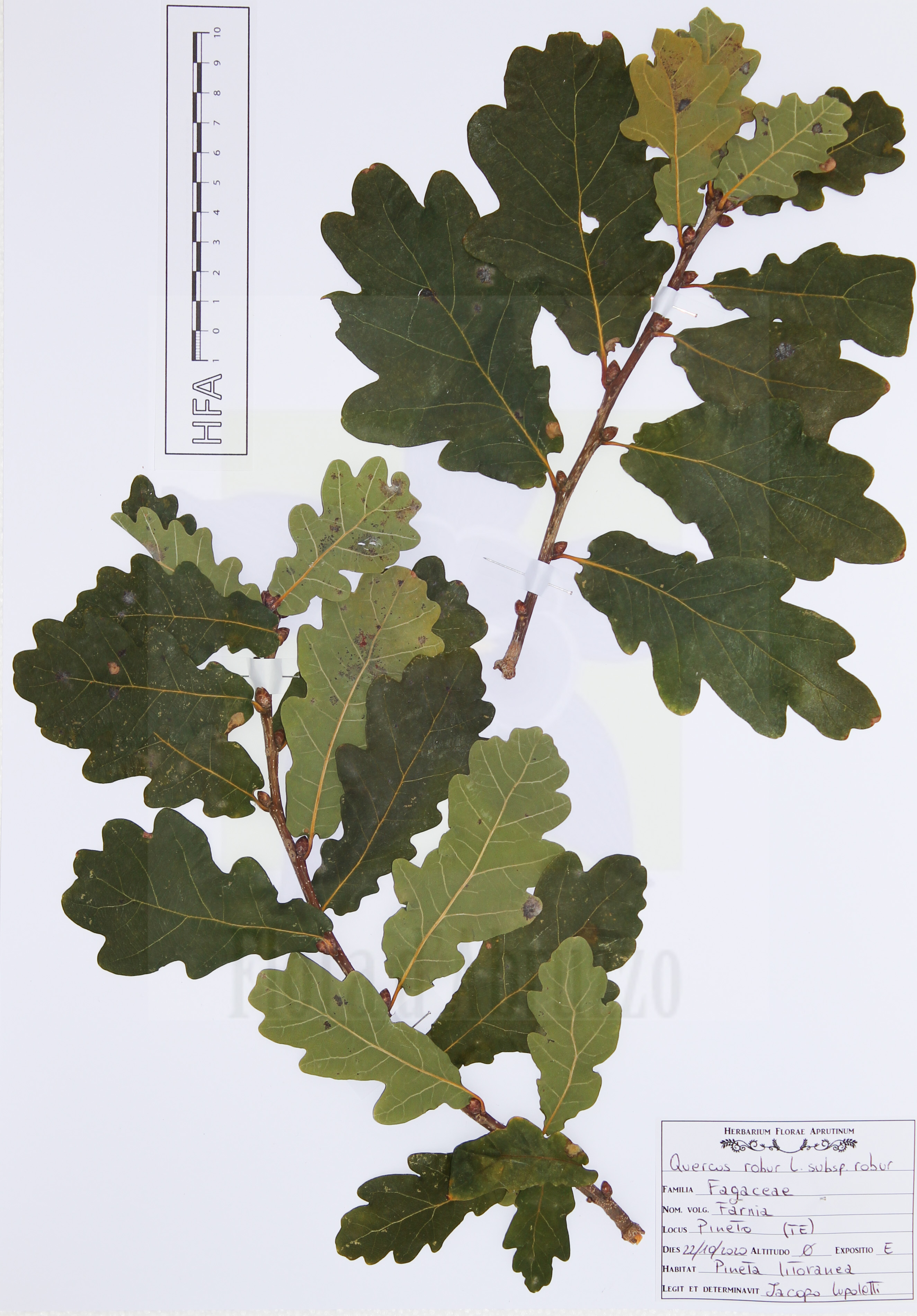 Quercus robur L. subsp. robur