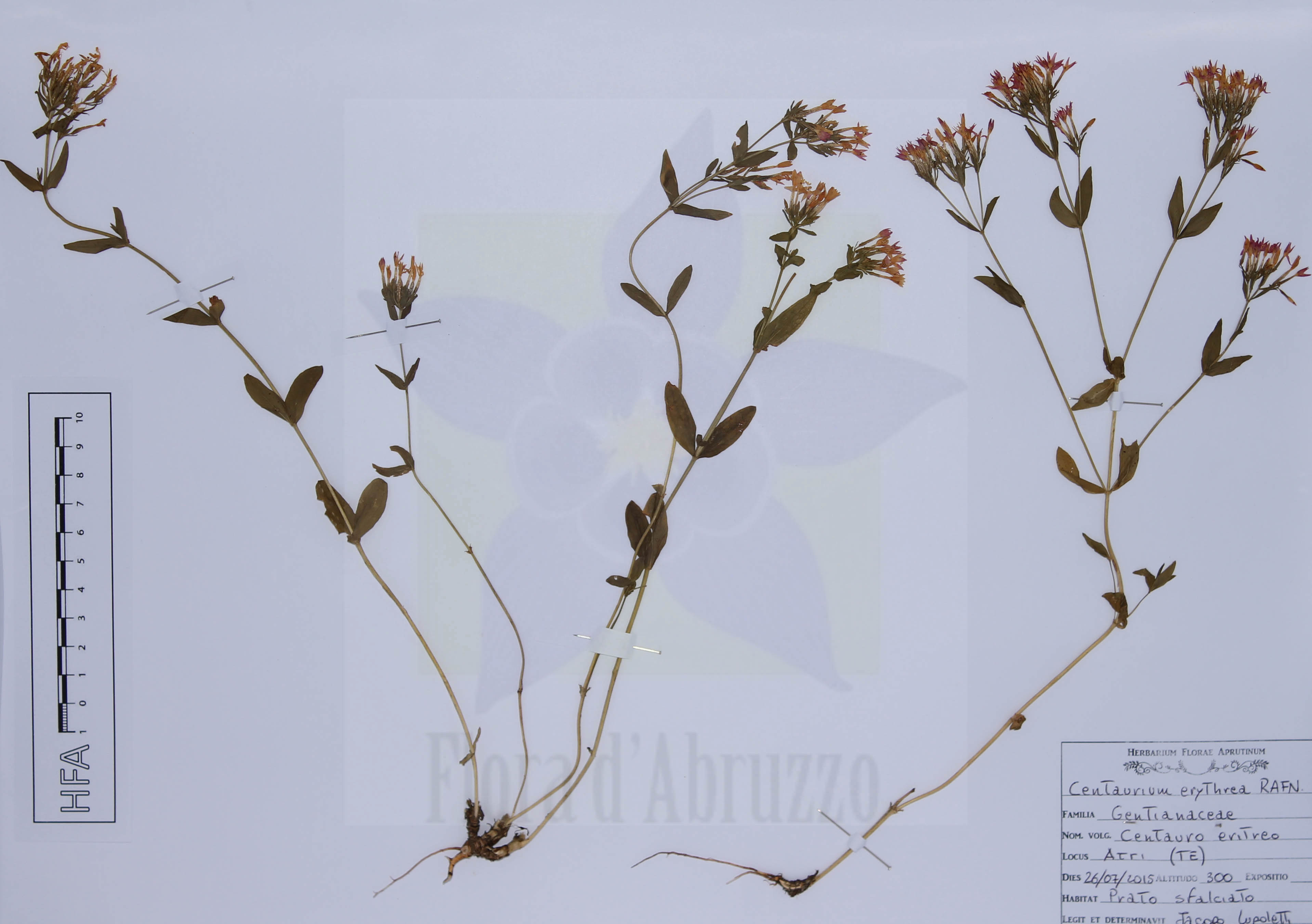 Centaurium erythraea Rafn