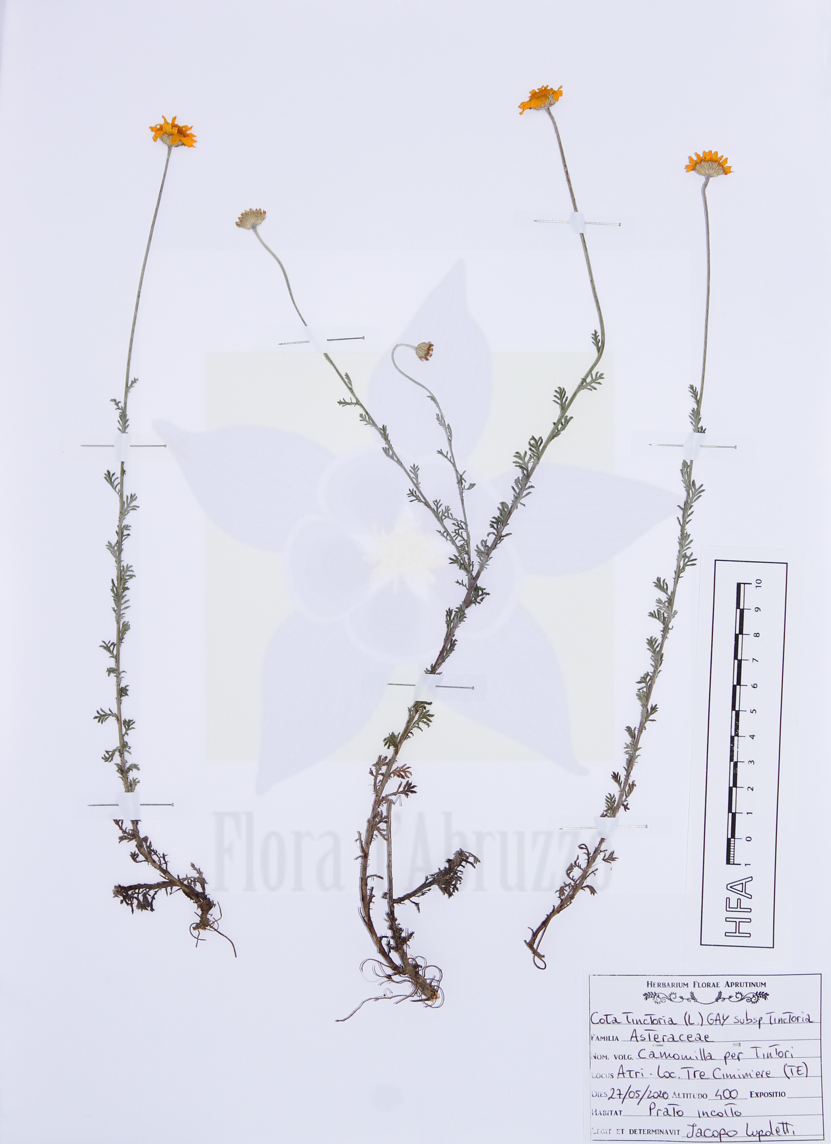 Cota tinctoria (L.) J. Gay subsp. tinctoria