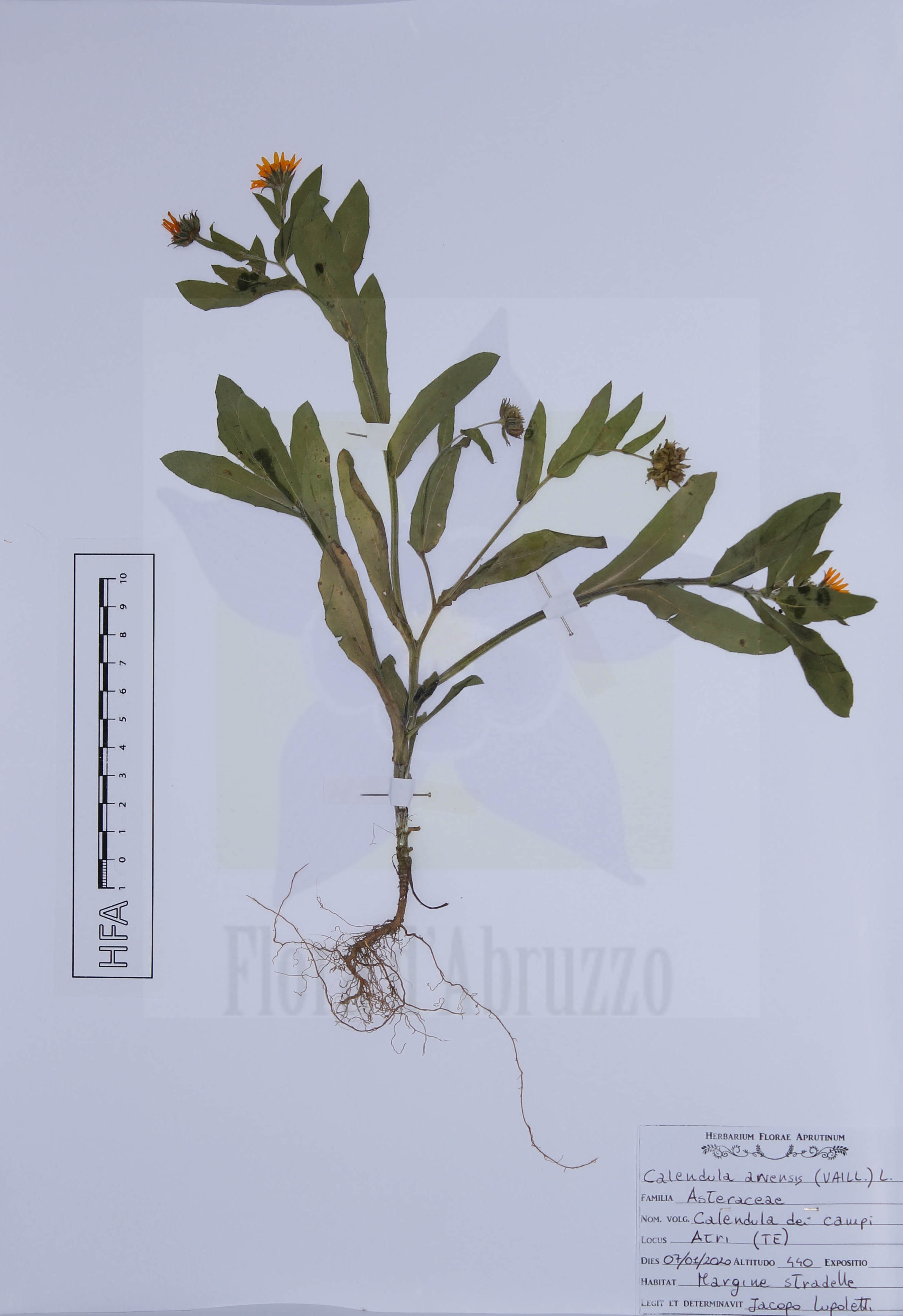 Calendula arvensis (Vaill.) L.