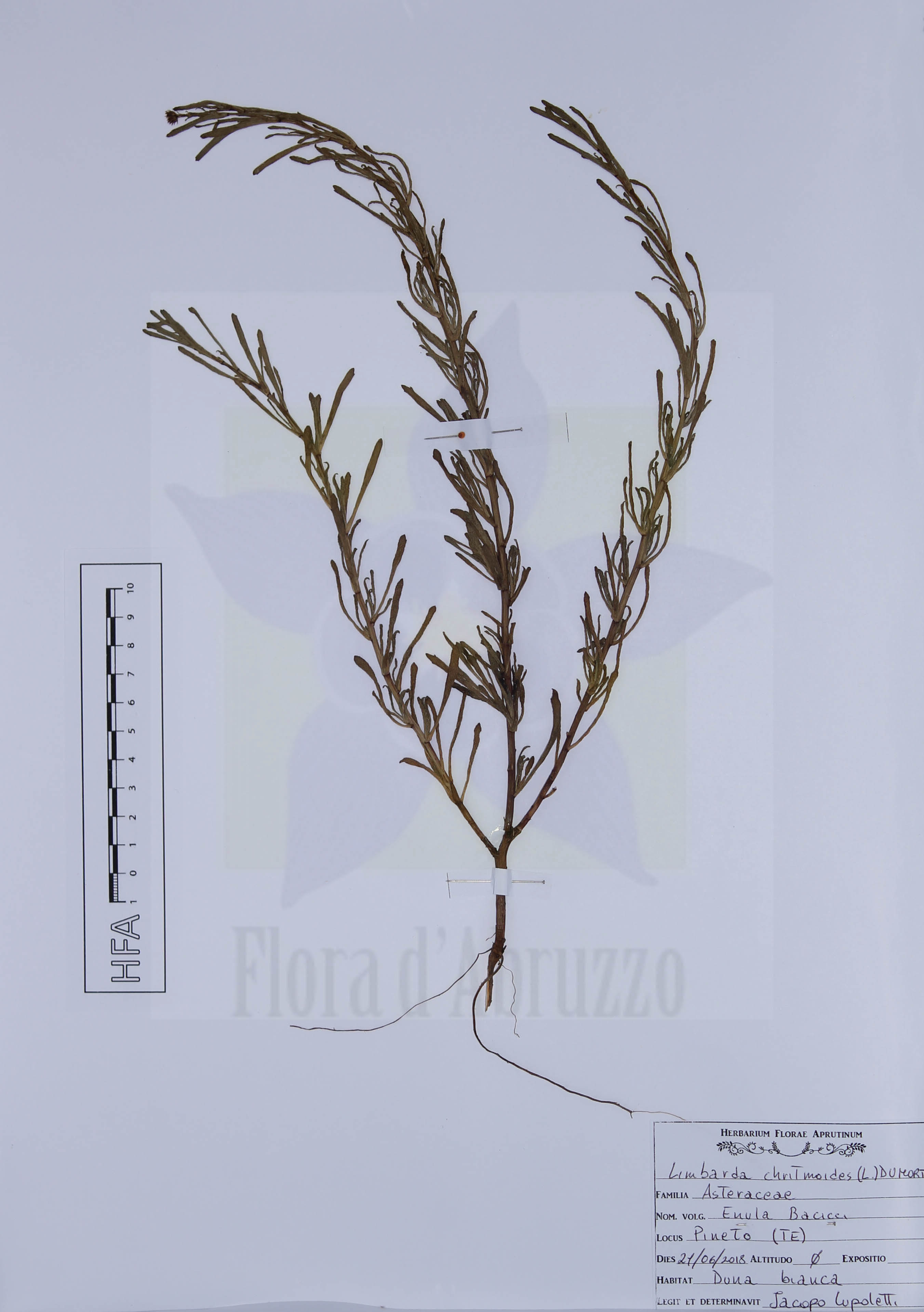 Limbarda chritmoides (L.) Dumort