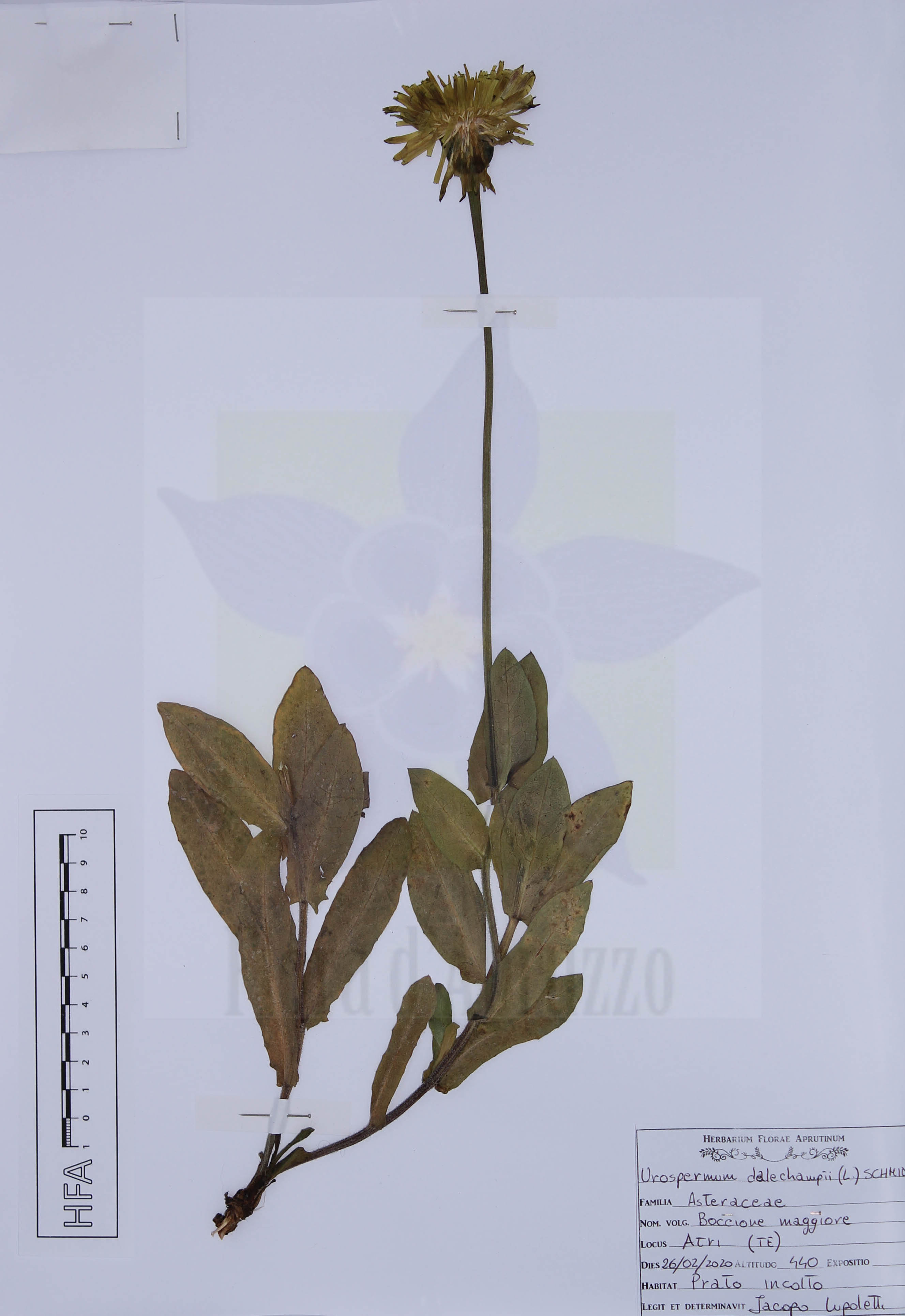 Urospermum dalechampii (L.) F.W. Schmidt