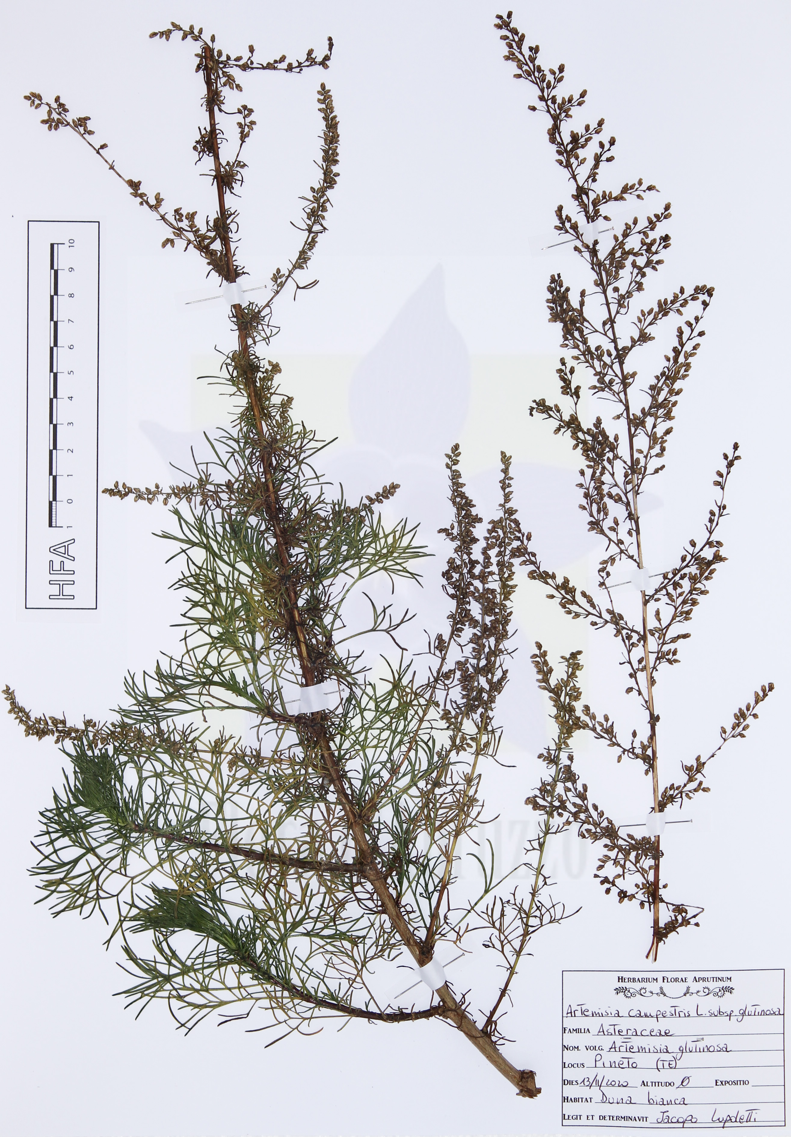 Artemisia campestris L. subsp. glutinosa (J.Gay ex Besser) Batt.