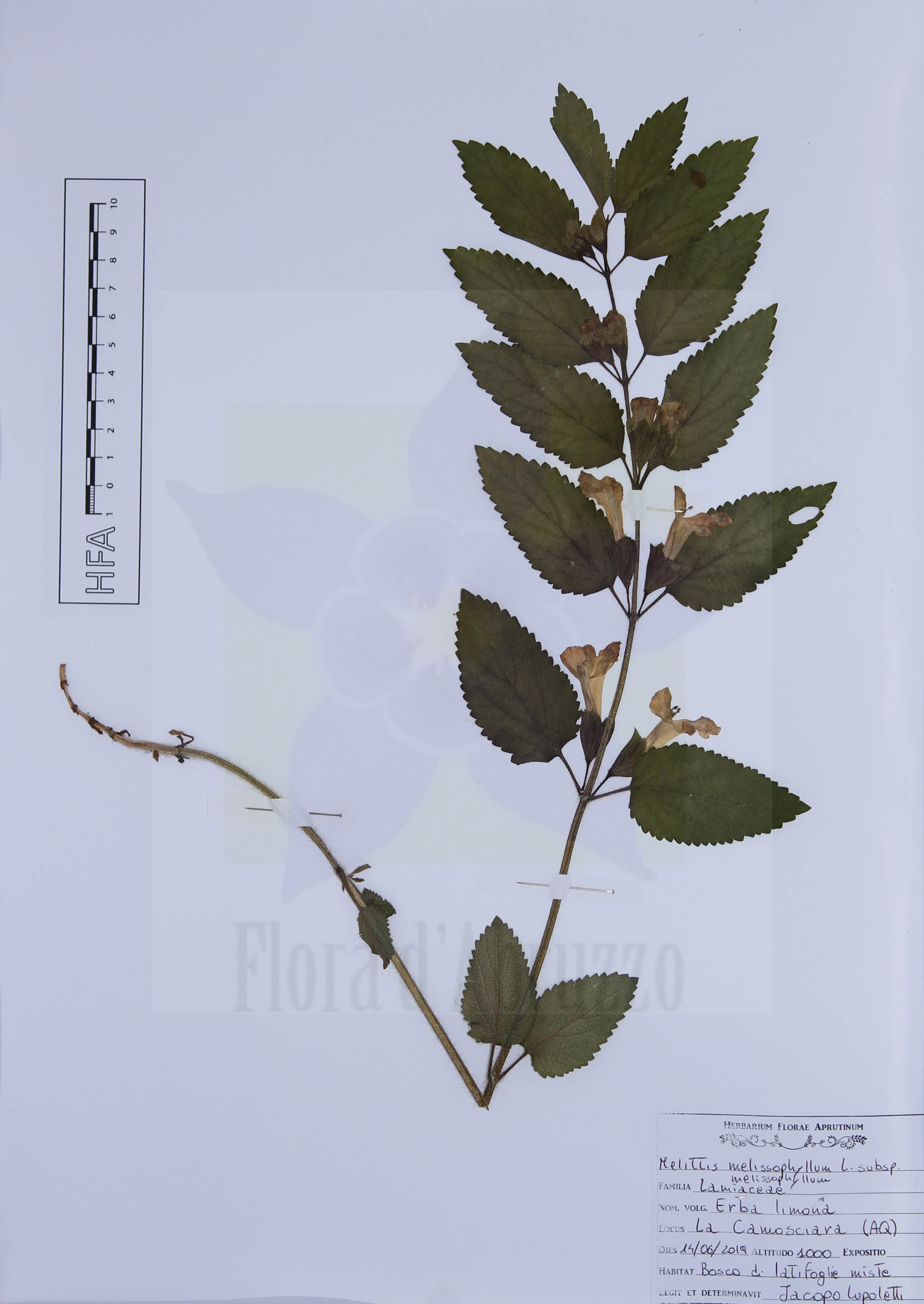 Melittis melissophyllum L. subsp. melissophyllum