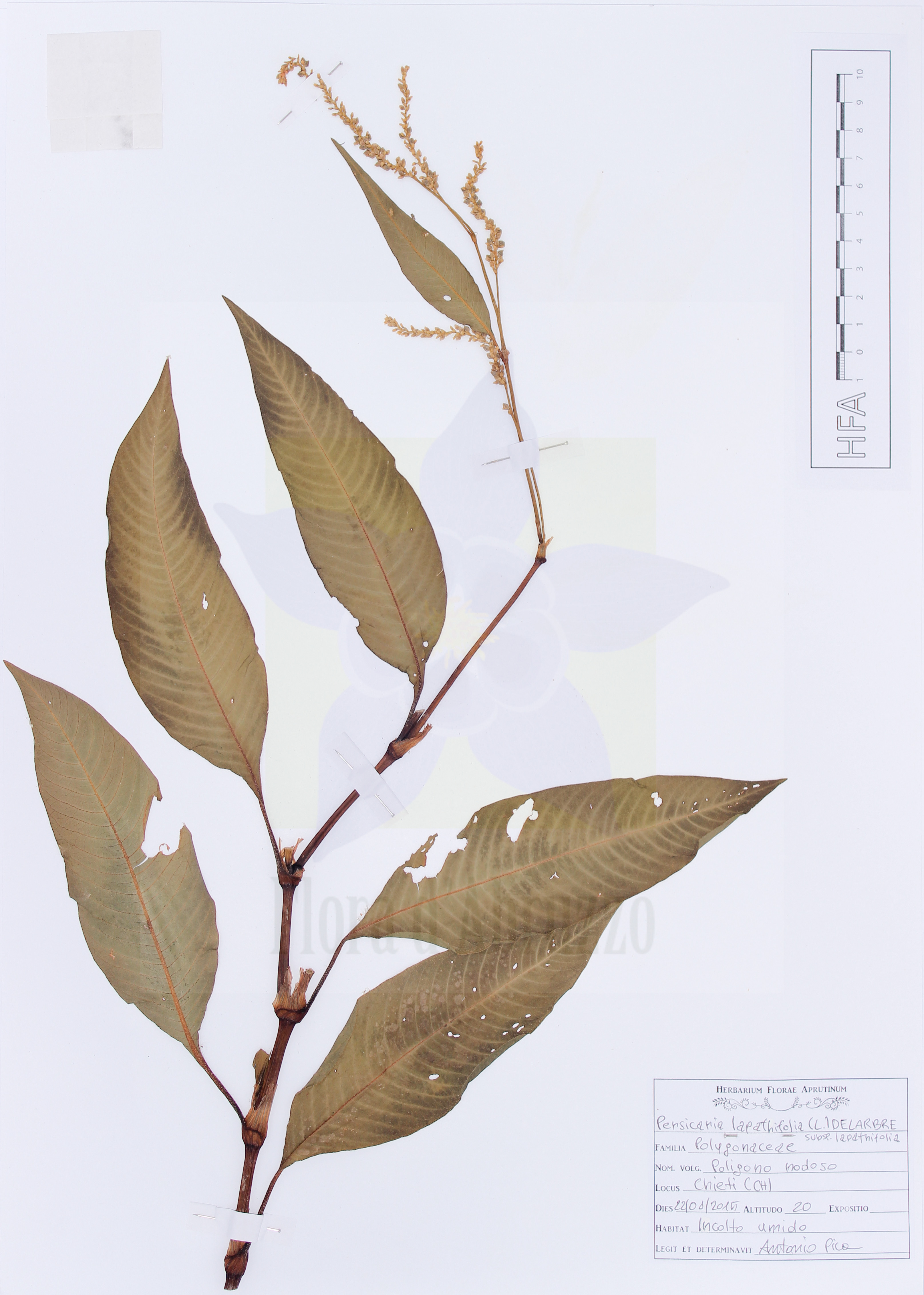 Persicaria lapathifolia (L.) Delarbre subsp. lapathifolia