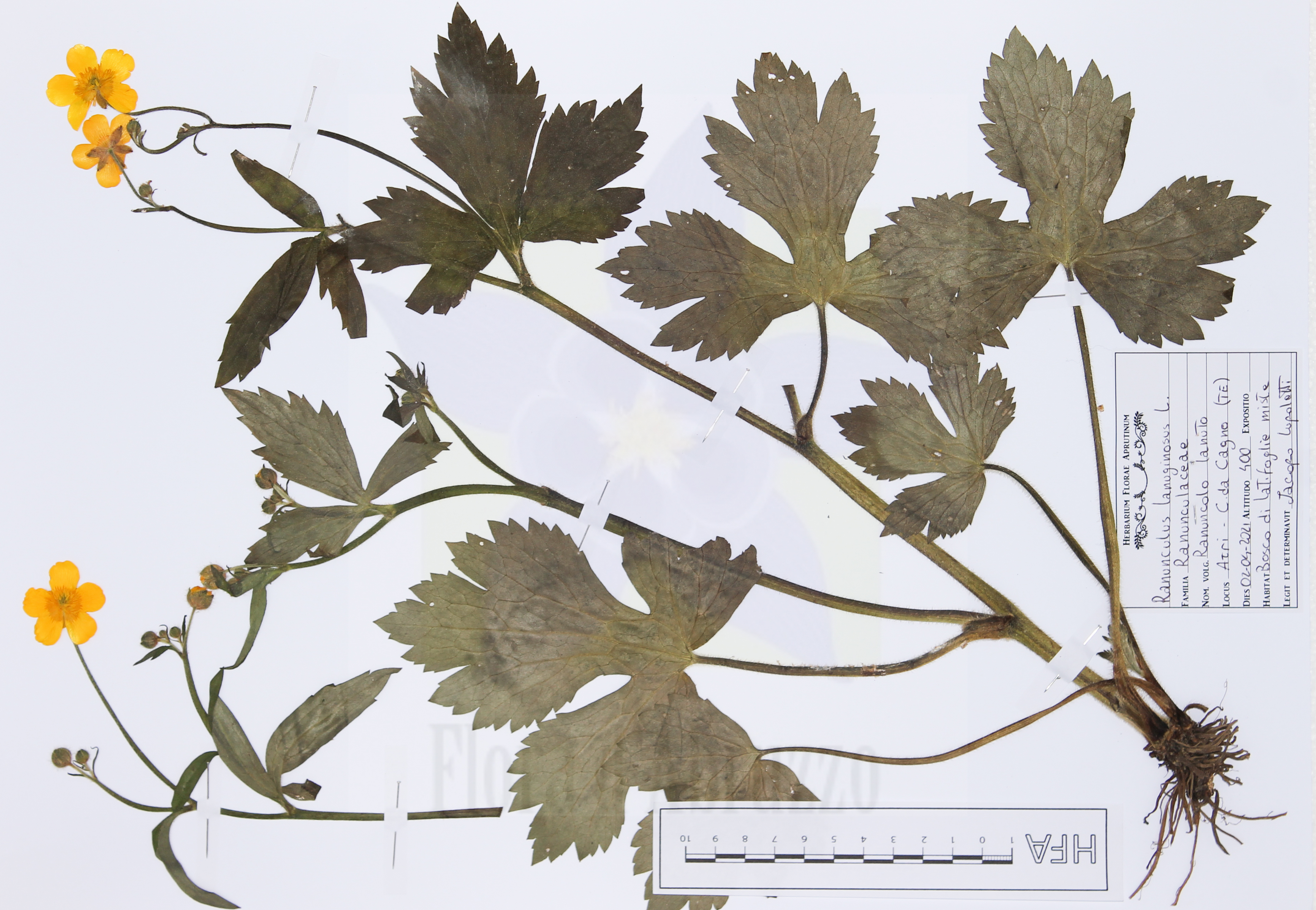 Ranunculus lanuginosus L.