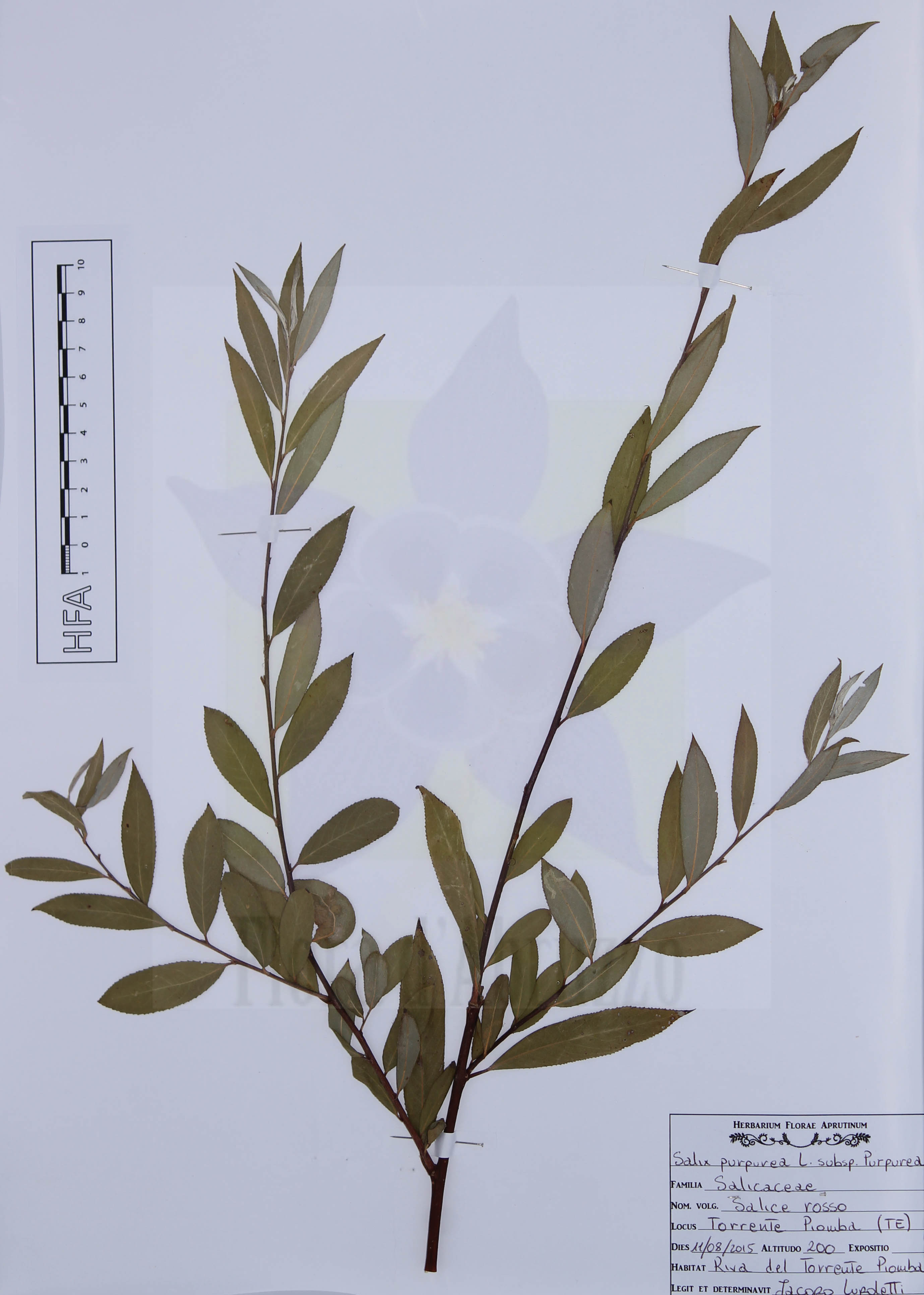 Salix purpurea L. subsp. purpurea
