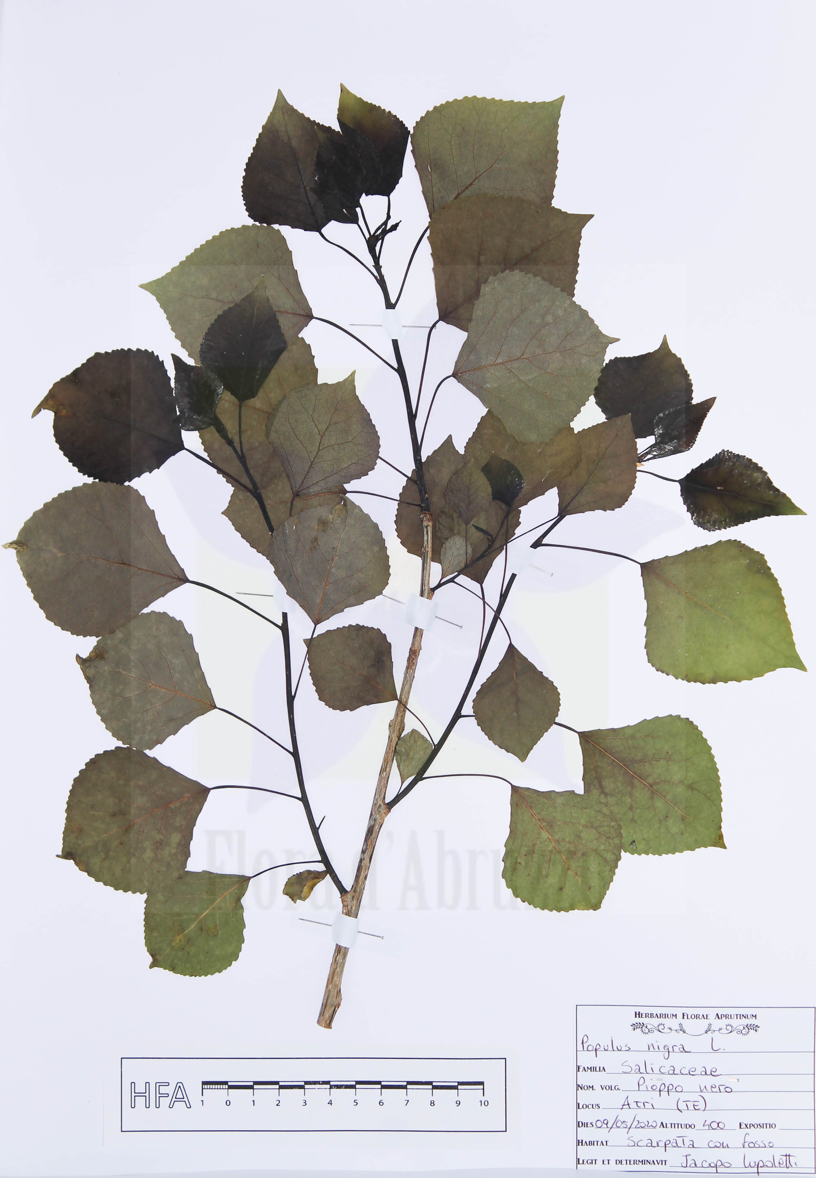 Populus nigra L.